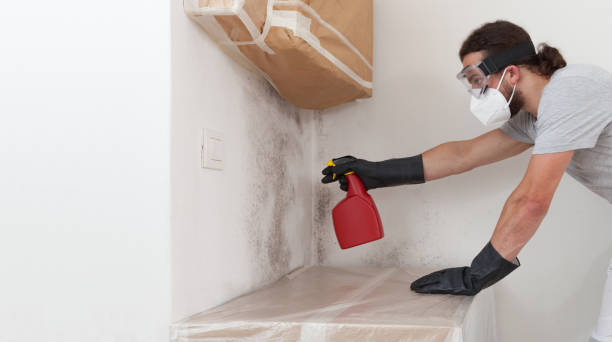 Professional Attic Mold Remediation technician working in Wimauma, FL